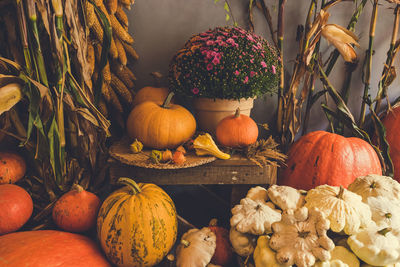 Halloween and thanksgiving autumn decoration with variety of pumpkins, dried corn cobs and autumn
