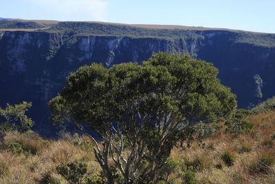 Scenic view of tree mountains against blue sky