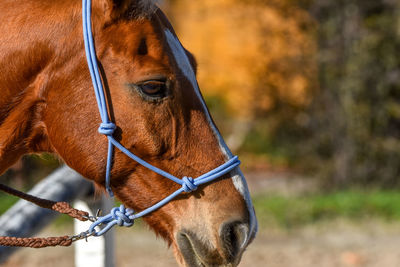 Close-up of horse standing outdoors