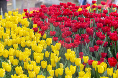 Close-up of multi colored tulips