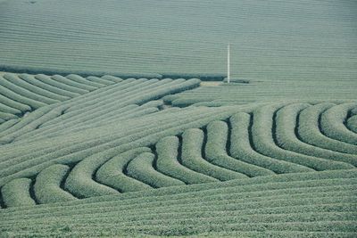 Scenic view of agricultural field