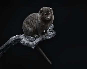 Close-up of lizard against black background