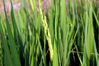 Close-up of grass growing in field