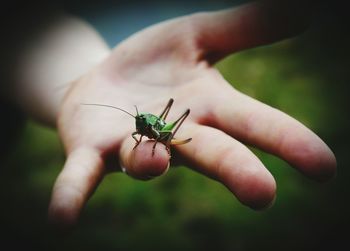 Close-up of grasshopper on finger