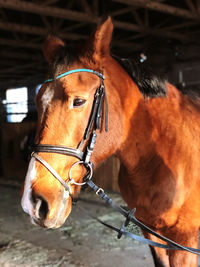 Close-up of horse in ranch