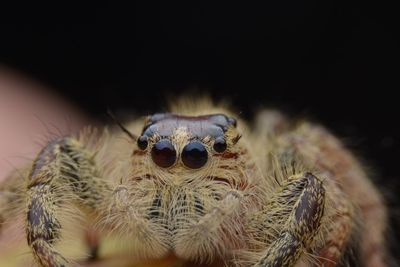 Close-up of spider