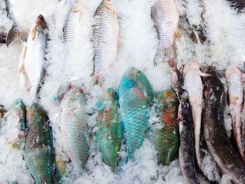 Close-up of fish for sale in market