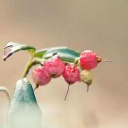 Close-up of pink flower buds growing on plant