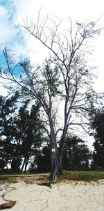 Bare trees on field