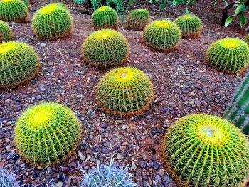 Close-up of succulent plant