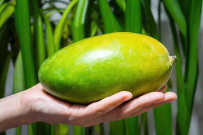 Ripe fresh mango in human hand, woman arm hold yellowish-green fruit on green leaves background