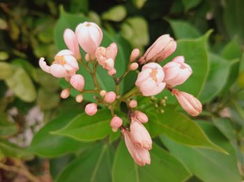 Close-up of pink flowering plant