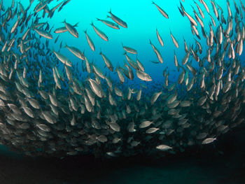 Fish swimming in sea