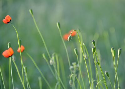 Close-up of red flower buds on field