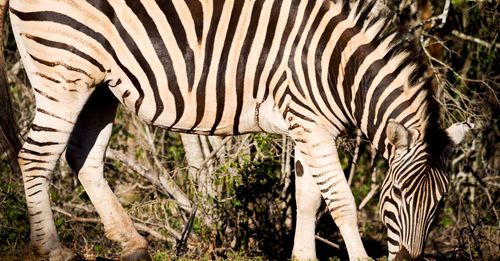 View of a zebras