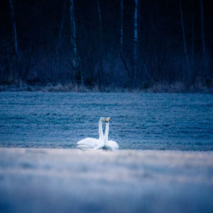 Swan swimming in a lake