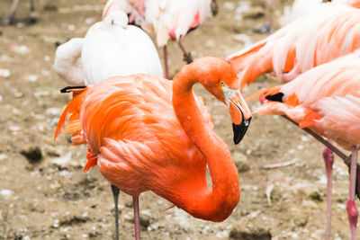 View of birds on land