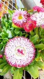 Close-up of pink flowering plant