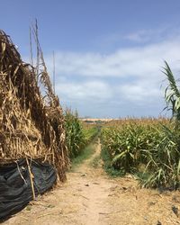 Plants growing on field against sky