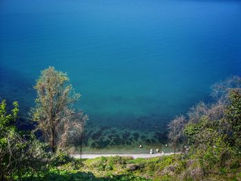 High angle view of trees by sea