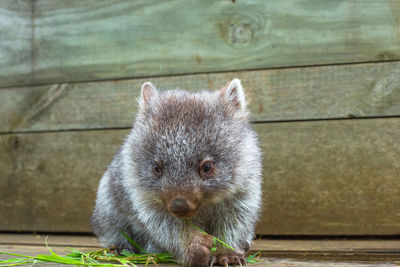 Close-up of wombat on wood