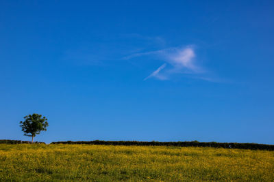 Scenic view of field against clear blue sky