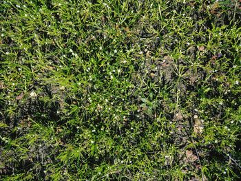 Full frame shot of fresh green tree