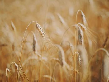 Close-up of wheat growing on field