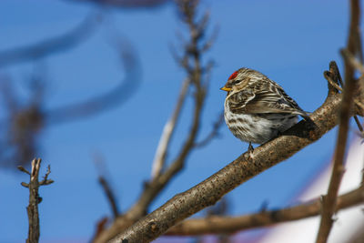 Low angle view of bird perching on tree