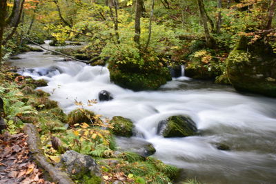 Stream flowing through rocks in forest