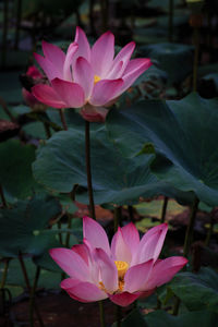 Close-up of pink flowers blooming outdoors