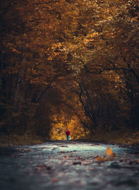 Man walking on fall tree valley during autumn