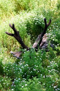 View of a lizard on a tree