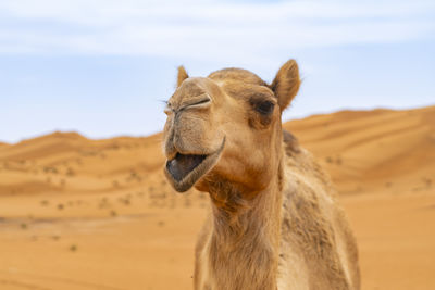 Close-up of camel