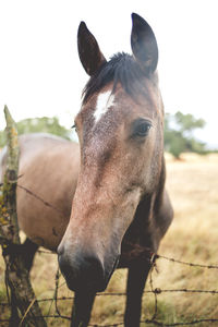 Close-up portrait of horse standing on field