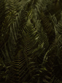 Close-up of fern leaves