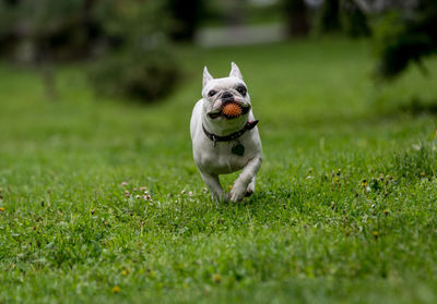 French bulldog with spiked ball in mouth running on grassy field