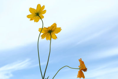 Close-up of yellow flowering plant against sky