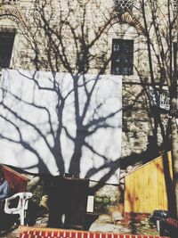 tree