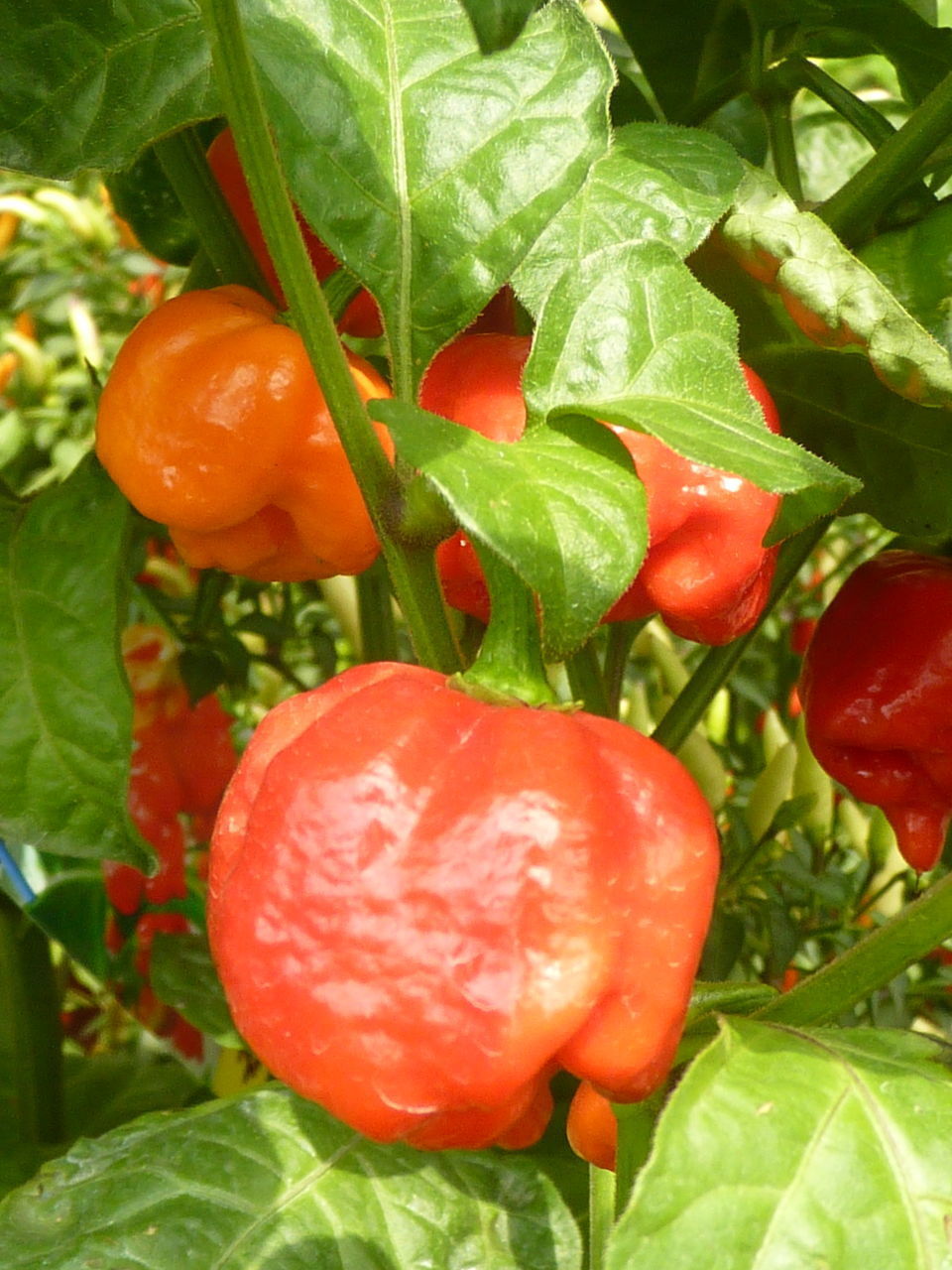 CLOSE-UP OF FRESH RED CHILI PEPPERS