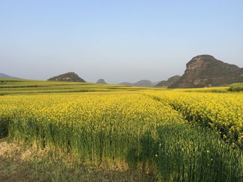 Scenic view of yellow field against clear sky