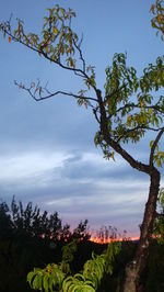 Trees on landscape against blue sky