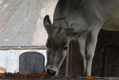 Close-up of horse