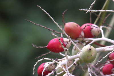 Close-up of rose hips on branch