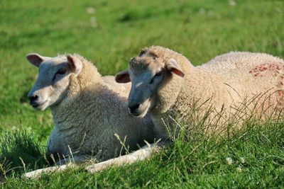 Two sheep resting on grass
