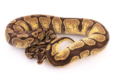 Close-up of animal skull