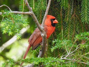 Close-up of bird perching on tree