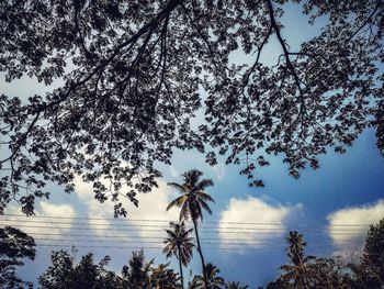 Low angle view of trees against sky