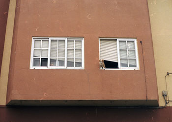 Low angle view of dog on window