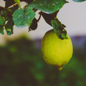 Close-up of water drops on fruit